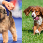 The Affen Spaniel: A Unique Designer Dog Mix